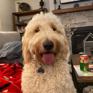 Meet your Posher, Abby